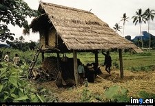 Tags: hut, roof, thatched (Pict. in National Geographic Photo Of The Day 2001-2009)