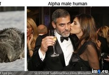 Tags: alpha, human, male, wolf (Pict. in Rehost)