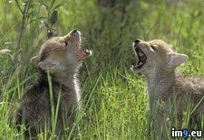 Tags: british, columbia, coyotes, mountains, old, rocky, week (Pict. in Beautiful photos and wallpapers)