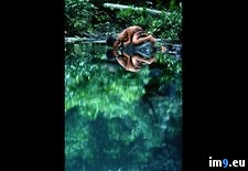 Tags: freshwater, pool, tidore (Pict. in National Geographic Photo Of The Day 2001-2009)