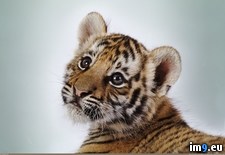 Tags: cub, tiger (Pict. in 1920x1200 wallpapers HD)