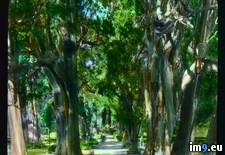 Tags: cypress, este, italy, largest, tivoli, trees, villa (Pict. in Branson DeCou Stock Images)