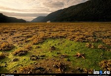 Tags: starfish, tongass (Pict. in National Geographic Photo Of The Day 2001-2009)