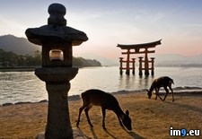 Tags: gate, island, itsukushima, japan, miyajima, shinto, shrine, tori (Pict. in Beautiful photos and wallpapers)