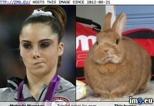Tags: bunny, maroney, mckayla, totally (Pict. in LOLCats, LOLDogs and cute animals)