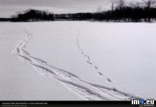 Tags: minnesota, snowfield, tracks (Pict. in National Geographic Photo Of The Day 2001-2009)
