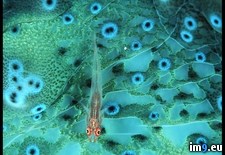 Tags: goby, translucent (Pict. in National Geographic Photo Of The Day 2001-2009)