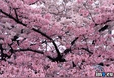 Tags: bloom, tree, wallpaper, wide (Pict. in Amazing HD Wallpapers)