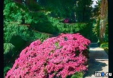 Tags: azalea, bush, carlotta, detail, garden, tremezzo, villa (Pict. in Branson DeCou Stock Images)
