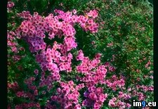 Tags: azaleas, carlotta, detail, garden, tremezzo, villa (Pict. in Branson DeCou Stock Images)