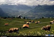 Tags: cows, triesenberg (Pict. in National Geographic Photo Of The Day 2001-2009)