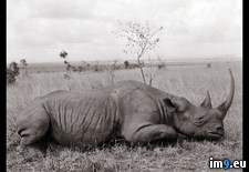 Tags: rhino, trophy (Pict. in National Geographic Photo Of The Day 2001-2009)
