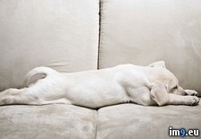 Tags: labrador, out, puppy, tuckered (Pict. in Beautiful photos and wallpapers)