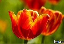 Tags: tulips (Pict. in 1920x1200 wallpapers HD)