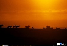 Tags: caribou, tundra (Pict. in National Geographic Photo Of The Day 2001-2009)