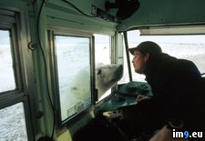 Tags: bear, kiss, polar, tundra (Pict. in National Geographic Photo Of The Day 2001-2009)