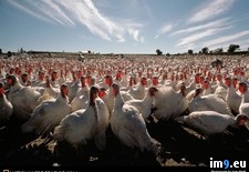 Tags: gaggle, turkey (Pict. in National Geographic Photo Of The Day 2001-2009)