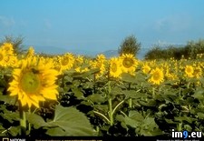 Tags: sunflowers, tuscan (Pict. in National Geographic Photo Of The Day 2001-2009)
