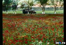Tags: field, poppy, tuscany (Pict. in Branson DeCou Stock Images)
