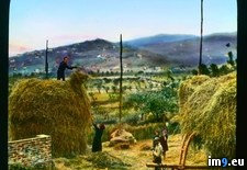 Tags: harvesting, hay, tuscany, workers (Pict. in Branson DeCou Stock Images)