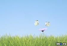 Tags: butterflies, japan, kanto, region, two (Pict. in Beautiful photos and wallpapers)