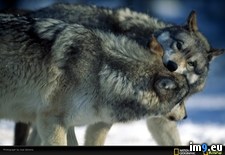 Tags: fight, play, two, wolves (Pict. in National Geographic Photo Of The Day 2001-2009)