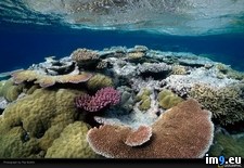 Tags: coral, nicklin, underwater (Pict. in National Geographic Photo Of The Day 2001-2009)
