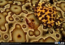 Tags: fiji, scene, underwater (Pict. in National Geographic Photo Of The Day 2001-2009)