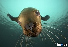 Tags: british, columbia, lion, sea, steller, underwater (Pict. in Beautiful photos and wallpapers)