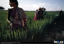 Tags: plant, rice, untouchable, women (Pict. in National Geographic Photo Of The Day 2001-2009)
