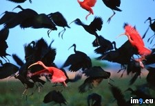 Tags: ibises, scarlet, venezuela (Pict. in National Geographic Photo Of The Day 2001-2009)