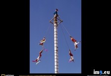 Tags: dance, voladores (Pict. in National Geographic Photo Of The Day 2001-2009)