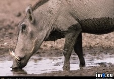 Tags: hole, warthog, water (Pict. in National Geographic Photo Of The Day 2001-2009)