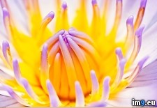 Tags: waterlily (Pict. in 1920x1200 wallpapers HD)