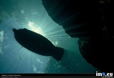 Tags: florida, indian, manatee, west (Pict. in National Geographic Photo Of The Day 2001-2009)