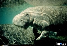 Tags: indian, manatee, west (Pict. in National Geographic Photo Of The Day 2001-2009)