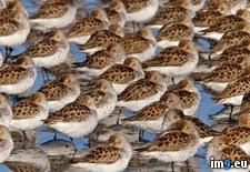 Tags: alaska, prince, sandpipers, sound, western (Pict. in Beautiful photos and wallpapers)