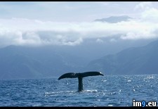 Tags: tail, whale (Pict. in National Geographic Photo Of The Day 2001-2009)