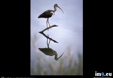 Tags: ibis, white (Pict. in National Geographic Photo Of The Day 2001-2009)