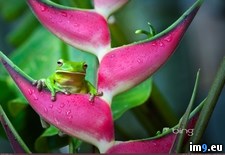 Tags: australia, cairns, flower, frog, getty, heliconia, images, infrafrenata, lipped, litoria, queensland, tree, white (Pict. in Best photos of February 2013)