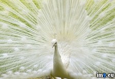 Tags: peacock, white (Pict. in Beautiful photos and wallpapers)