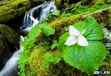 Tags: great, mountains, national, park, smoky, tennessee, trillium, white (Pict. in Beautiful photos and wallpapers)