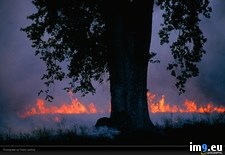 Tags: burns, lanting, wildfire (Pict. in National Geographic Photo Of The Day 2001-2009)