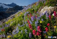 Tags: mount, national, paradise, park, rainier, valley, washington, wildflowers (Pict. in Beautiful photos and wallpapers)