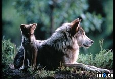 Tags: mom, pup, wolf (Pict. in National Geographic Photo Of The Day 2001-2009)