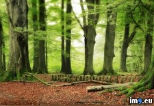 Tags: 1920x1200, wallpaper, woodland (Pict. in Desktopography Wallpapers - HD wide 3D)