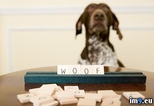 Tags: woof (Pict. in Beautiful photos and wallpapers)