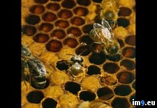 Tags: bees, worker (Pict. in National Geographic Photo Of The Day 2001-2009)