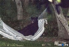 Tags: beach, bear, black, daytona, hammock, lounging, was, wtf (Pict. in My r/WTF favs)