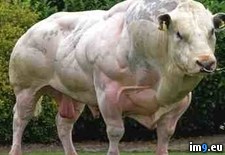 Tags: born, bull, growth, muscle, myostatin, unrestricted, wtf (Pict. in My r/WTF favs)